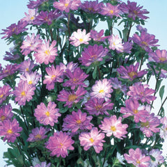 Aster Serenade Blue Tipped White