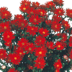 Aster Serenade Red