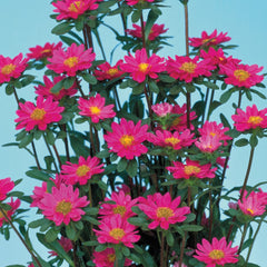 Aster Serenade Rose