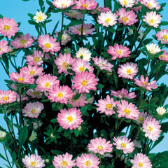 Aster Serenade Rose Tipped White