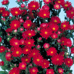 Aster Serenade Scarlet