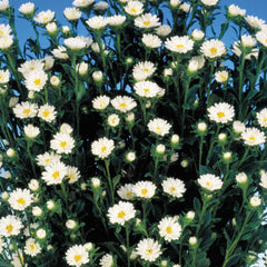 Aster Serenade White