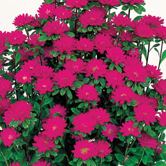 Aster Serenade Deep Rose