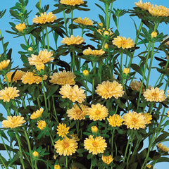 Aster Serenade Yellow