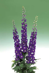 Delphinium Aurora Deep Purple