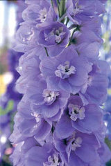 Delphinium Aurora Lavender