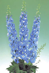 Delphinium Aurora Light Blue