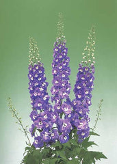 Delphinium Aurora Light Purple