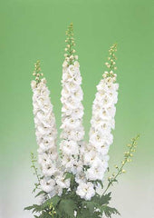 Delphinium Aurora White