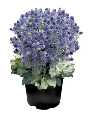 Eryngium Blue Hobbit