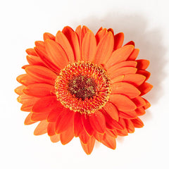 Gerbera Majorette Orange Dark Eye