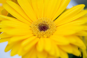 Gerbera Majorette Yellow Dark Eye