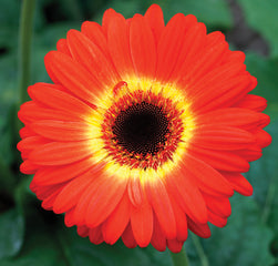 Gerbera Majorette Orange Yellow