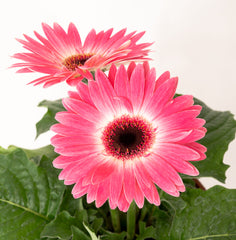 Gerbera Majorette Pink Halo CT