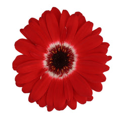 Gerbera Majorette Red Bicolor Dark Eye CT