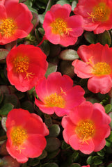 Purslane Toucan Scarlet Shades