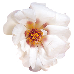 Portulaca Sundial Cream MPLT