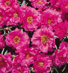 Portulaca Sundial Fuchsia MPLT