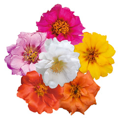 Portulaca Sundial Caiente Mix MLTP