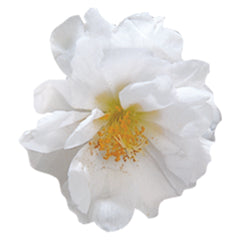 Portulaca Sundial White MPLT