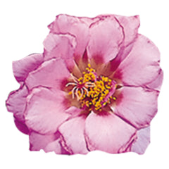 Portulaca Sundial Pink MPLT