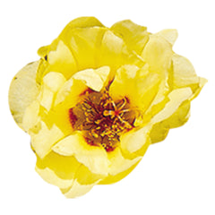 Portulaca Sundial Yellow MPLT