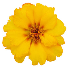 Portulaca Sundial Gold MPLT