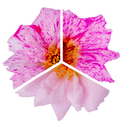 Portulaca Sundial Peppermint MPLT
