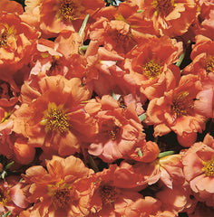 Portulaca Sundial Tangerine MPLT