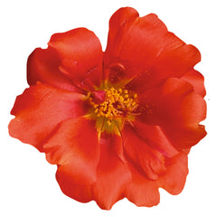 Portulaca Sundial Scarlet MPLT