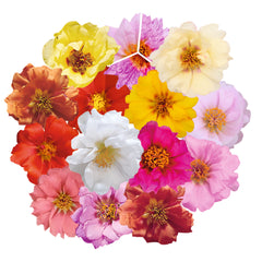Portulaca Sundial Mix MPLT