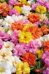 Portulaca Stopwatch Mix MPLT