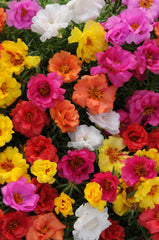 Portulaca Happy Hour Mixture MPLT