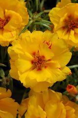 Portulaca Happy Hour Banana MPLT