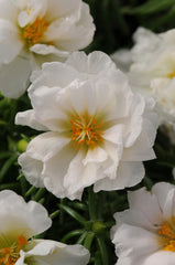 Portulaca Happy Hour Coconut MPLT
