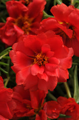 Portulaca Happy Hour Deep Red MPLT