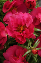 Portulaca Happy Hour Fuchsia MPLT
