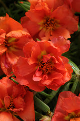 Portulaca Happy Hour Orange MPLT