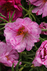 Portulaca Happy Hour Peppermint MPLT