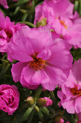 Portulaca Happy Hour Rosita MPLT