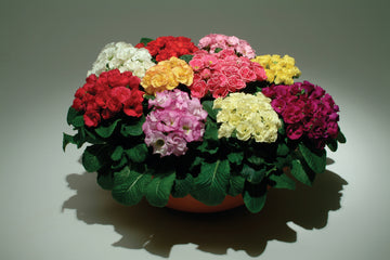 Primula Primlet Double Mix