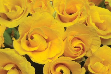 Primula Primlet Gold