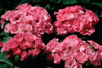 Primula Primlet Pink Shades
