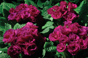 Primula Primlet Purple
