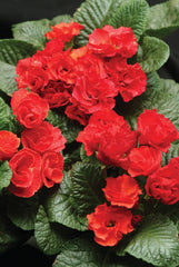 Primula Primlet Red Shades