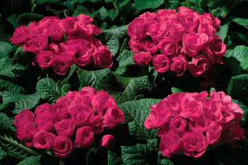 Primula Primlet Rose