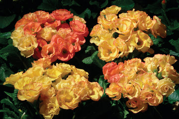 Primula Primlet Sunrise