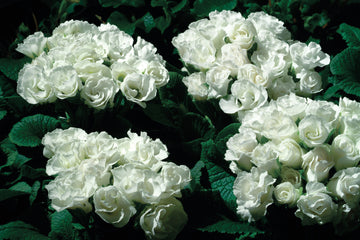 Primula Primlet White