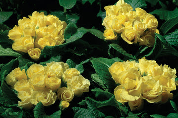 Primula Primlet Yellow