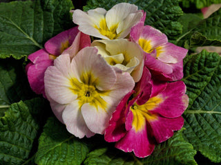 Primula Sweet 16
